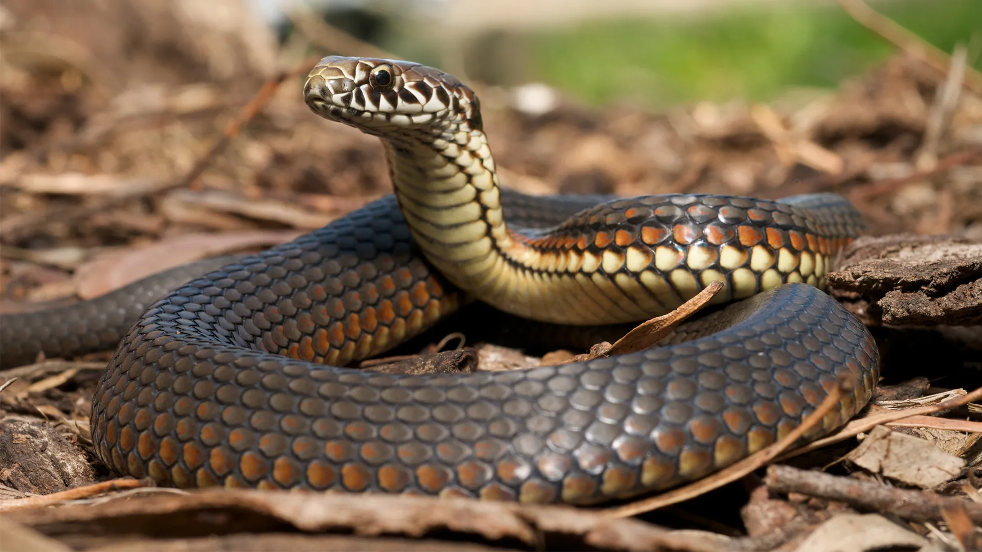 What is Venom? The Effects and Importance of Venom in Nature
